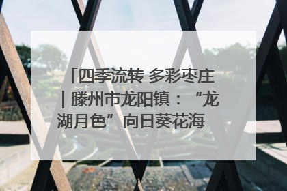 四季流转 多彩枣庄｜滕州市龙阳镇：“龙湖月色”向日葵花海 绘就乡村振兴新画卷